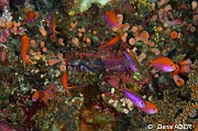 Luzonichthys waitei Anthias violet et orange-Wakatobi Batuata Island-11m-20180603-Denis-ADER-DSC_3759_tn